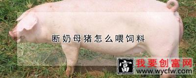 断奶母猪怎么喂饲料