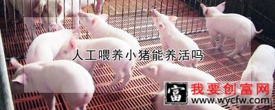 人工喂养小猪能养活吗