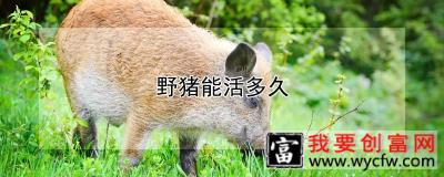 野猪能活多久