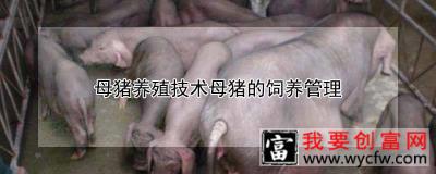 母猪养殖技术母猪的饲养管理