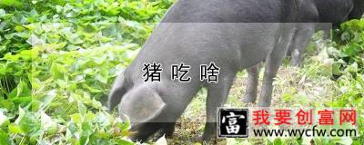 猪吃啥