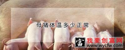 母猪体温多少正常