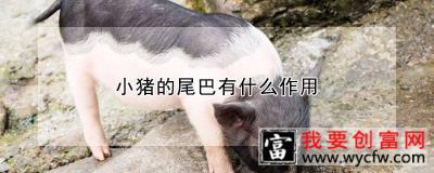 小猪的尾巴有什么作用