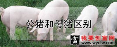 公猪和母猪区别