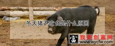 冬天猪不吃食是什么原因