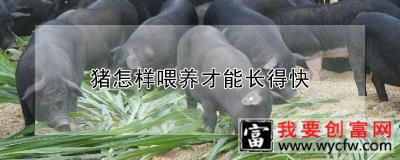 猪怎样喂养才能长得快