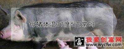 母猪体温37度5正常吗