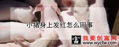 小猪身上发红怎么回事