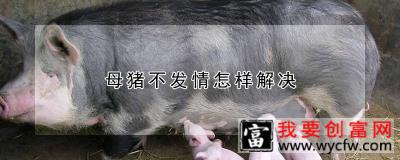 母猪不发情怎样解决