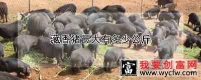 藏香猪最大有多少公斤