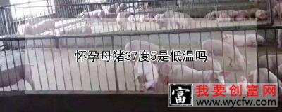 怀孕母猪37度5是低温吗