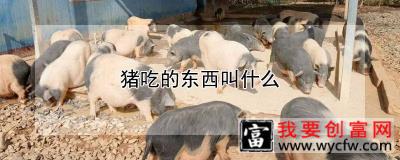 猪吃的东西叫什么