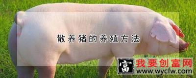 散养猪的养殖方法