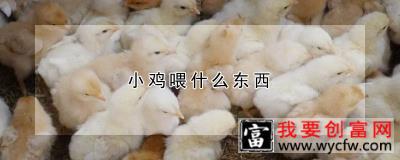 小鸡喂什么东西