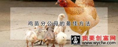 鸡苗分公母的最佳方法