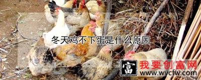 冬天鸡不下蛋是什么原因