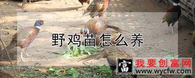 野鸡苗怎么养