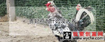 贵妃鸡为什么没人养