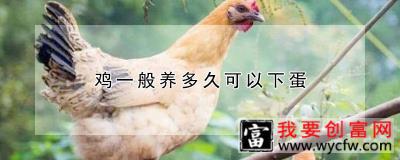 鸡一般养多久可以下蛋