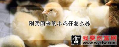 刚买回来的小鸡仔怎么养