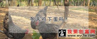 冬天鸡下蛋吗？