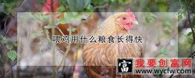 喂鸡用什么粮食长得快