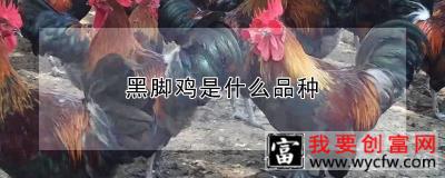 黑脚鸡是什么品种