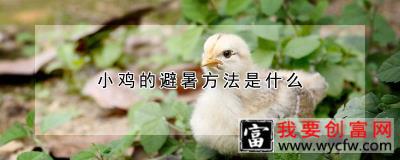 小鸡的避暑方法是什么