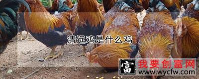 清远鸡是什么鸡