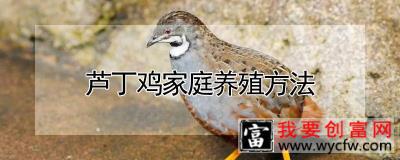 芦丁鸡家庭养殖方法