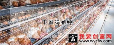 下蛋鸡品种