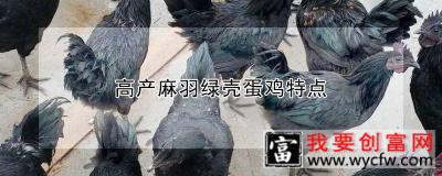 高产麻羽绿壳蛋鸡特点