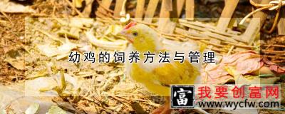 幼鸡的饲养方法与管理