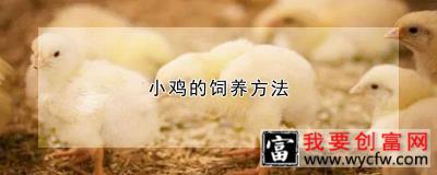 小鸡的饲养方法