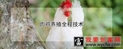 肉鸡<a href=https://www.wycfw.com/e/tags/?tagid=63 target=_blank class=infotextkey><a href=https://www.wycfw.com/yangzhi/ target=_blank class=infotextkey>养殖</a></a>全程技术