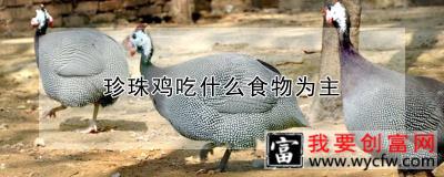 珍珠鸡吃什么食物为主