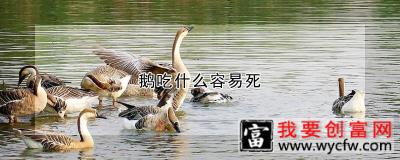 鹅吃什么容易死