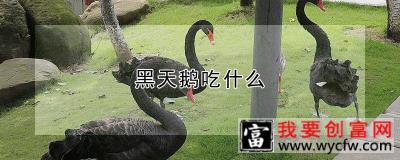 黑天鹅吃什么