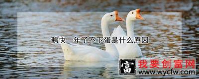 鹅快一年了不下蛋是什么原因