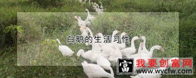 白鹅的生活习性