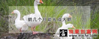 鹅几个月能长成大鹅