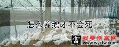 怎么养鹅才不会死