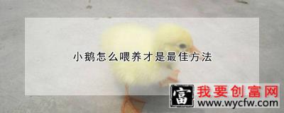 小鹅怎么喂养才是最佳方法