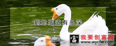 鹅的蛋道有多深