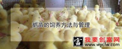 鹅苗的饲养方法与管理