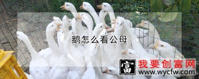 鹅怎么看公母