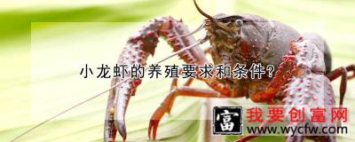 小龙虾的养殖要求和条件?