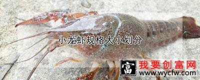 小龙虾规格大小划分