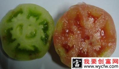 樱桃番茄（圣女果）筋腐病如何防治？附图片
