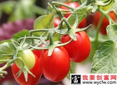 京丹1号樱桃番茄品种好不好？